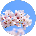 sakura iro profile picture